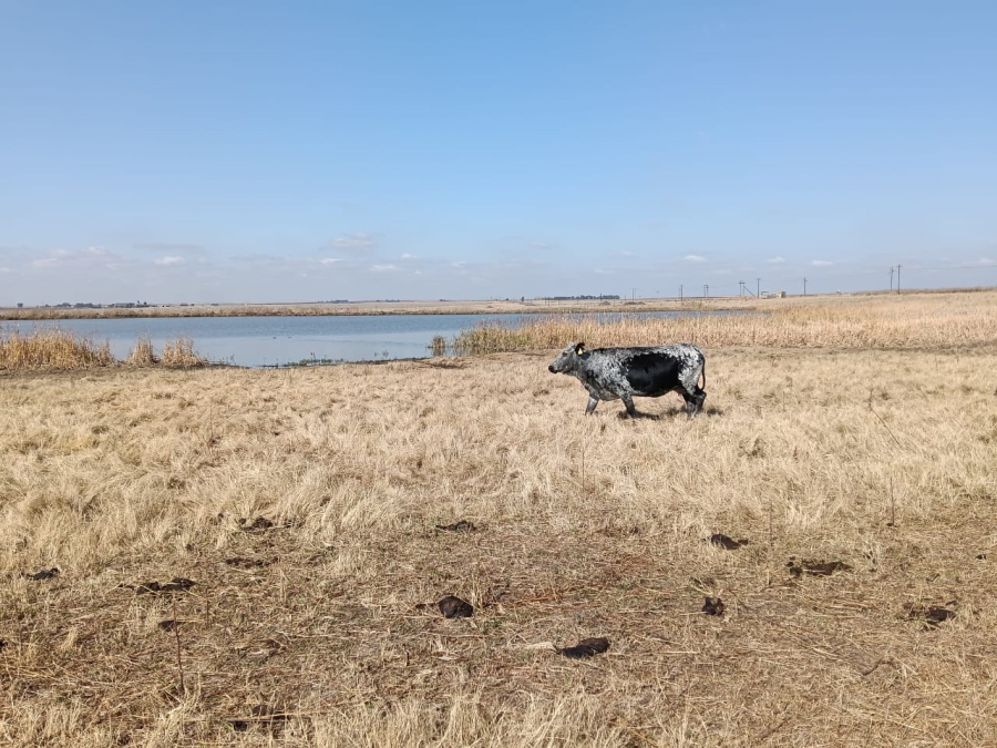 0 Bedroom Property for Sale in Heilbron Rural Free State